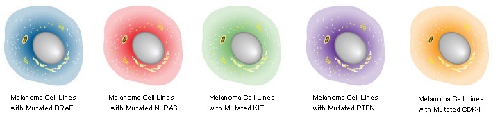 がん研究に有用なメラノーマ細胞