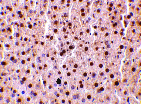 マウス肝組織を抗TRAF2抗体で染色した写真