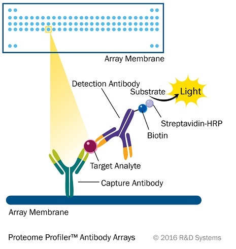 Proteome Profiler Array Kitの操作法概略