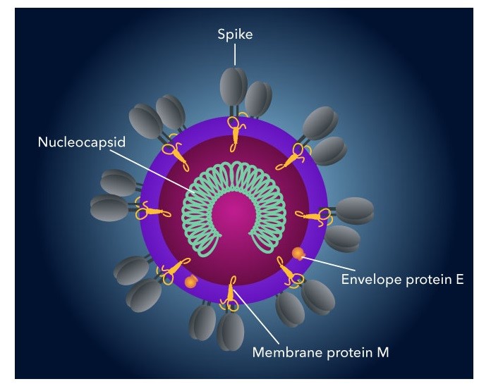 新型コロナウイルス（SARS-CoV-2）の構造イメージ