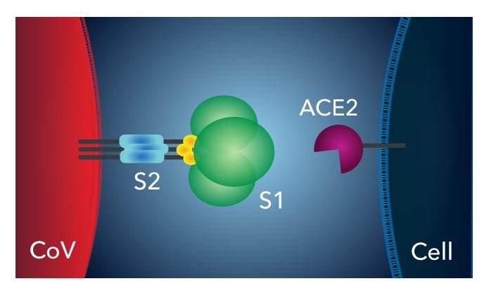 ACE2とSARS-CoV-2の結合部位のイメージ