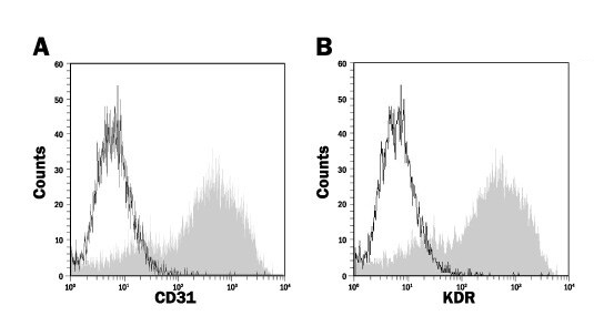 A,B図#CCM029を用いたCD31とKDRの発現FCM解析
