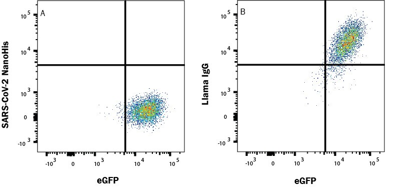 図1. #LMAB10869によるSARS-CoV-2 Spike 1のACE-2/eGFPトランスフェクトHEK293ヒト細胞株への結合阻害