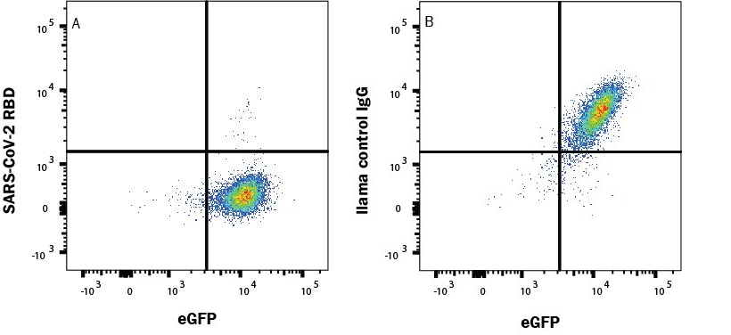 図2. #LMAB10731によるSARS-CoV-2 Spike 1のACE-2/eGFPトランスフェクトHEK293ヒト細胞株への結合阻害