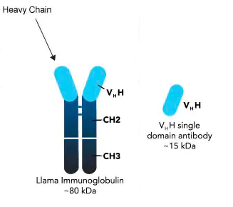 Llamabody VHHのイメージ