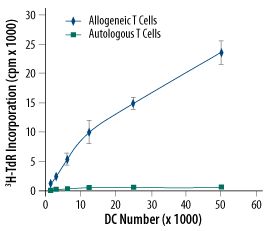 Mature Monocyte-derived Dendritic Cells Induce Proliferation of Allogenic T Cells