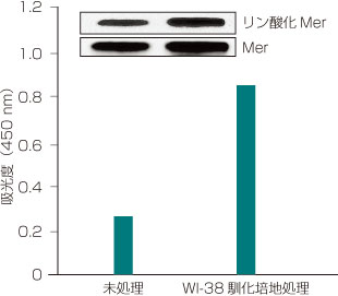 リン酸化Mer定量用DuoSet IC Kitを用いたリガンド誘導性Merチロシンリン酸化の検出