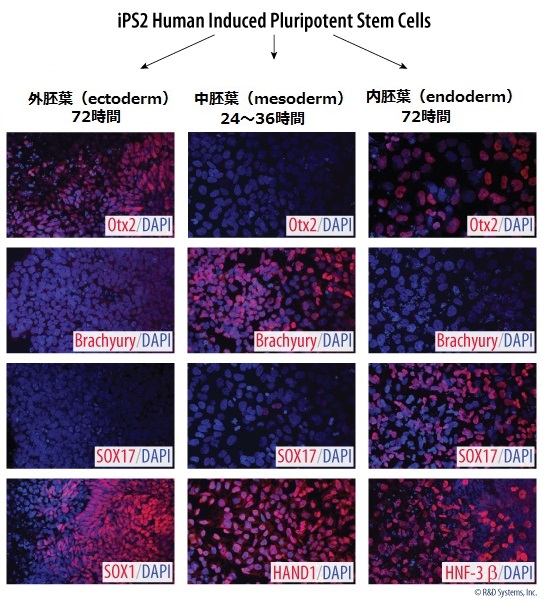 iPS2ヒト多能性幹細胞の蛍光染色像