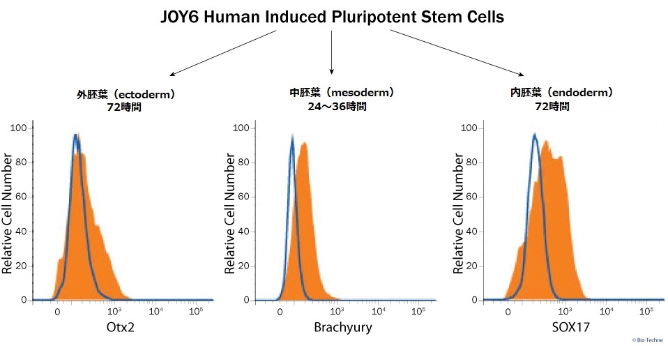 本製品を用いて分化させたJOY6ヒト多能性幹細胞のフローサイトメトリー解析