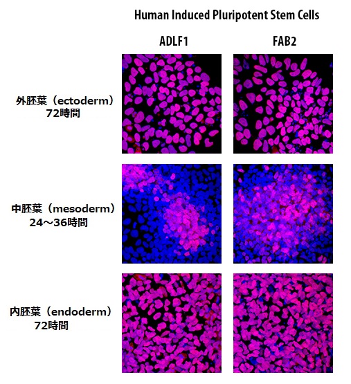 ADLF1/FAB2ヒト多能性幹細胞の蛍光染色像