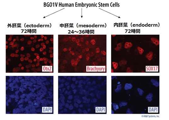 BG01Vヒト多能性幹細胞の蛍光染色像