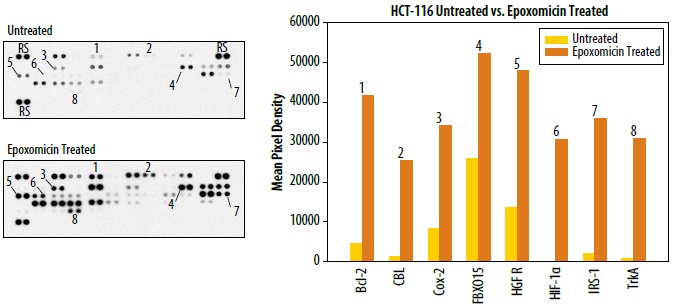 Proteome Profiler Human Ubiquitin Array Kitを用いたユビキチン関連タンパク質のユビキチン化レベルを検出した例1