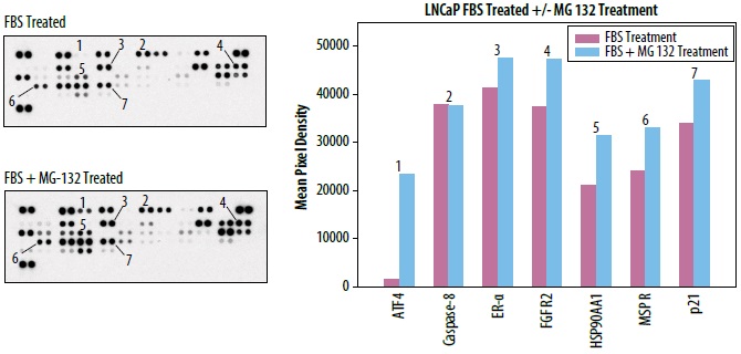 Proteome Profiler Human Ubiquitin Array Kitを用いたユビキチン関連タンパク質のユビキチン化レベルを検出した例2