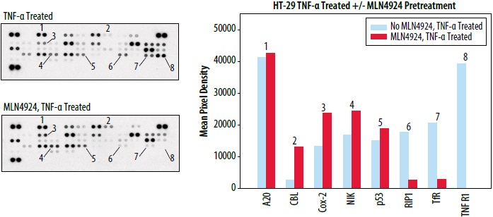 Proteome Profiler Human Ubiquitin Array Kitを用いたユビキチン関連タンパク質のユビキチン化レベルを検出した例3