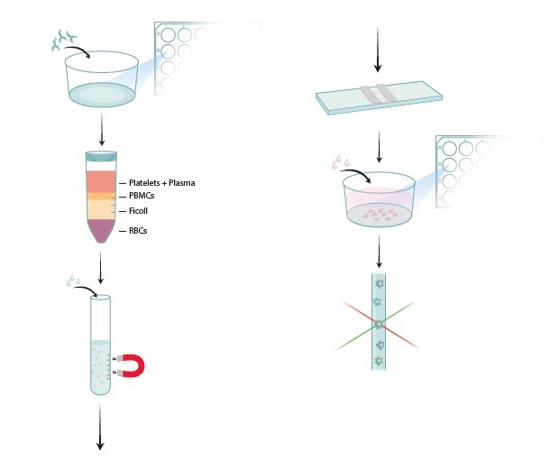 各種制御性T細胞(Treg)分化誘導用キットの操作方法概略