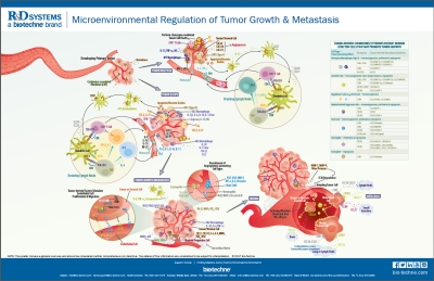 がん免疫治療の研究 | Cancer Immunotherapy Research | フナコシ