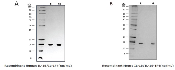 IL-18 / IL-1F4組換えタンパク質の使用例3