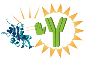 免疫チェックポイント関連抗体
