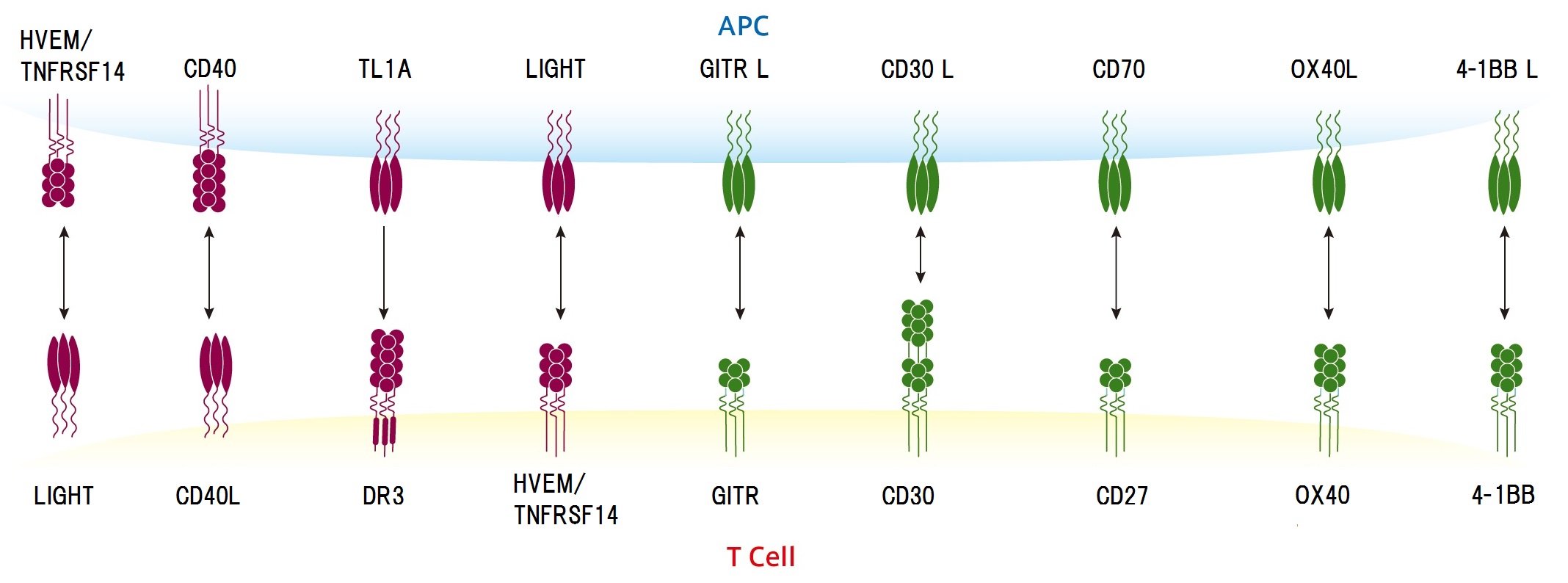 TNF Superfamily Co-Stimulatory Signalのイメージ図