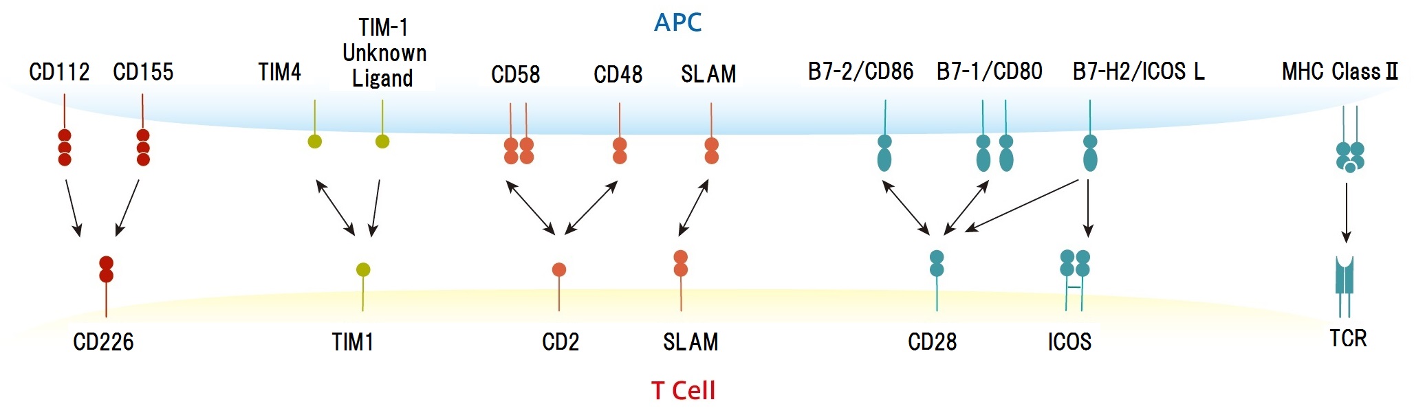 Immunoglobulin Superfamily (IgSF) Co-Stimulatory Signalのイメージ図