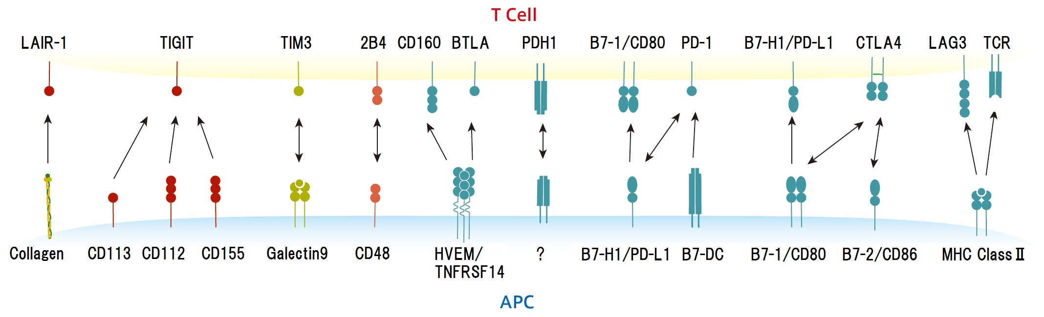 Immunoglobulin Superfamily (IgSF) Co-Inhibitory Signalのイメージ図