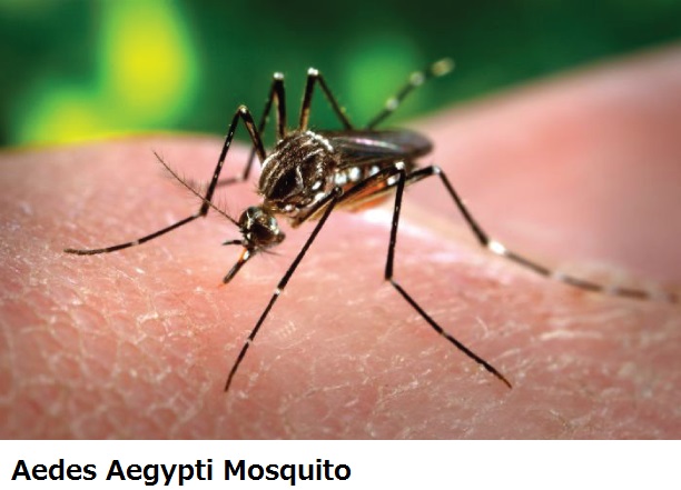 Aedes Aegypti Mosquito