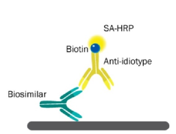 抗イディオタイプ抗体によるバイオシミラー抗体の捕捉イメージ