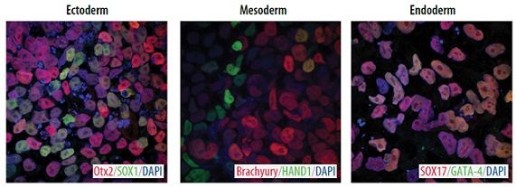 タンパク質フリーで高生存率の幹細胞用凍結保存培地 CryoDefend Stem Cells