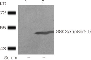 抗リン酸化GSK3α（pSer21）抗体（#11007）を用いたWB