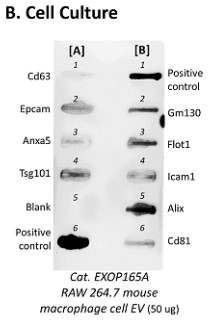 RAW264.7 exosome Exo-Check Exosome Antibody Array