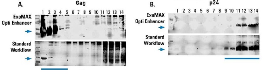ExoMAX HIV Gag Westを用いたウイルスからのエクソソームの調製例