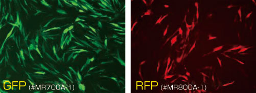 図1：GFP（左）およびRFP（右）のmRNAの導入例