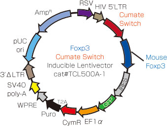 CuO-Mouse Foxp3-IRES-GFP-EF1-CymR-T2A-Puro Cumate inducible lentivector plasmid