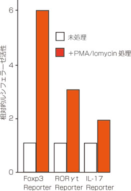 Jurkat T細胞PMA / Ionomycinで処理ルシフェラーゼ活性