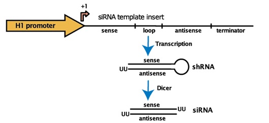 shRNA発現の模式図