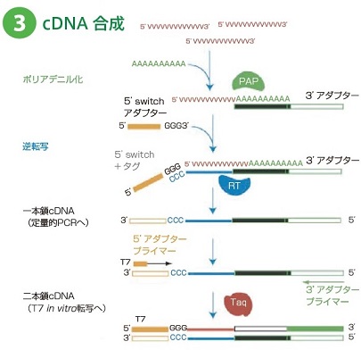 操作方法概略③cDNA合成