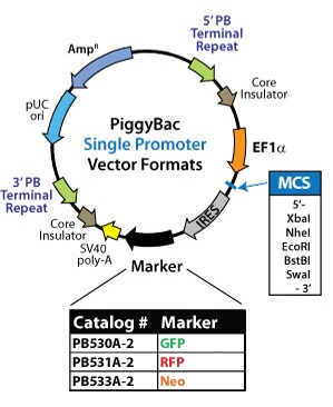 PiggyBac Single Promoter Vector Formats