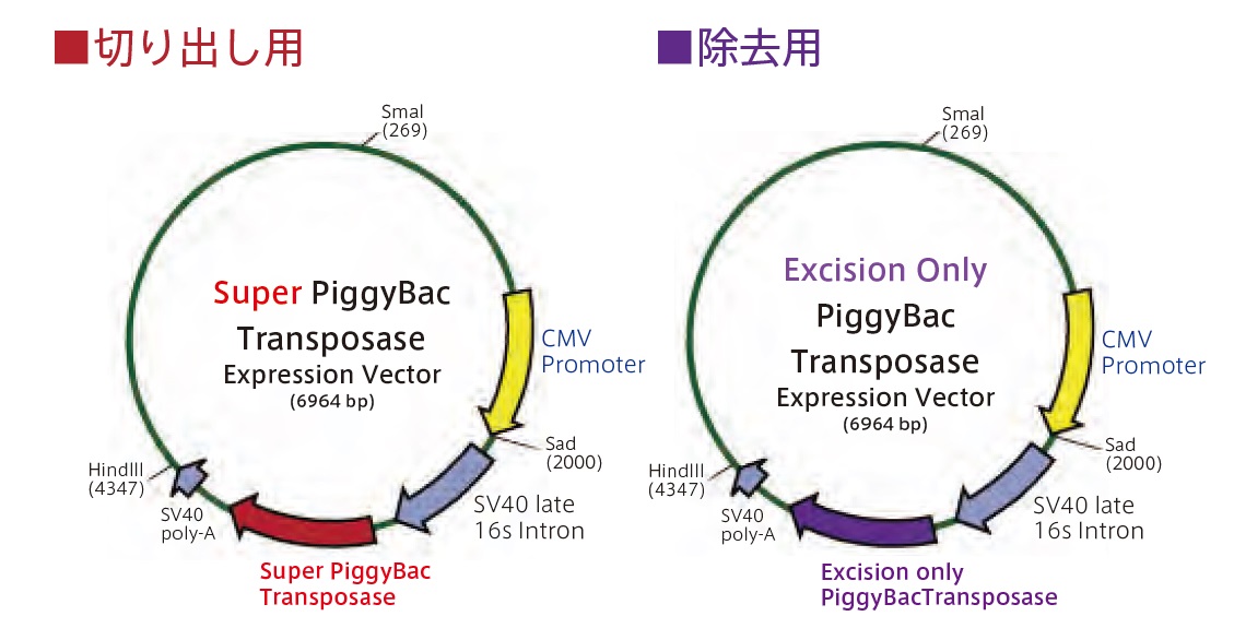 ゲノムへの組み込み・除去が可能な発現システム PiggyBac Transposon Vector System