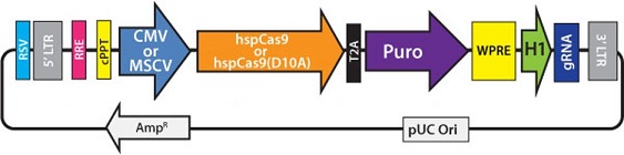 Cas9とguide RNAを同時に発現するAll-in-oneタイプのレンチウイルスベクター