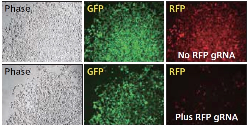 GFP およびRFP を安定発現するHEK293T 細胞に、MSCV-Cas9-T2A-Puro（#CASLV120VA-1）およびEF1α-Blasticidin-H1-RFP gRNA（#CASLV500PA-B にRFP に対するgRNA 配列を挿入）を導入し、蛍光を観察した。