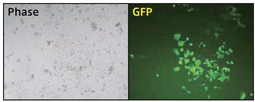 ヒトiPS 細胞をMSCV-hspCas9-EF1-copGFP レンチウイルス粒子（#CASLV125VA-1) で処理し、6 日間培養後、蛍光を観察した。