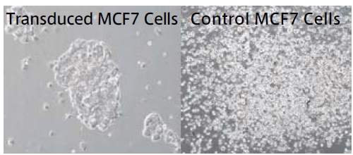 MCF-7 乳がん細胞をCMV-hspCas9-T2A-Puro レンチウイルス粒子（#CASLV100VA-1) で処理し、ピューロマイシンで10 日間培養後、顕微鏡で細胞の増殖を観察した。