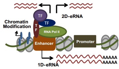ヒトRegulatory RNAをリアルタイムqPCRにより定量するキット Regulatory RNA qPCR Array