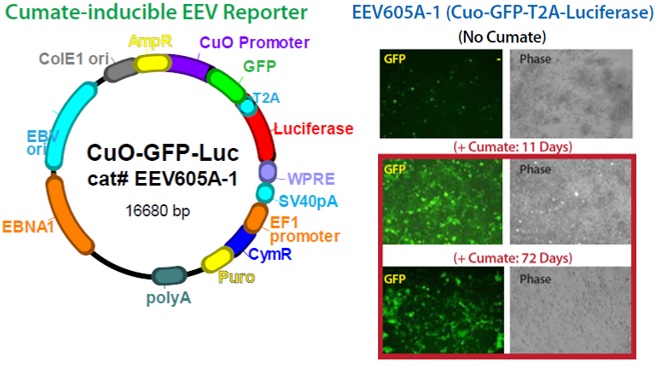 Cumate誘導性EEVレポーターベクター（#EEV605A-1）のHEK293T細胞への導入例