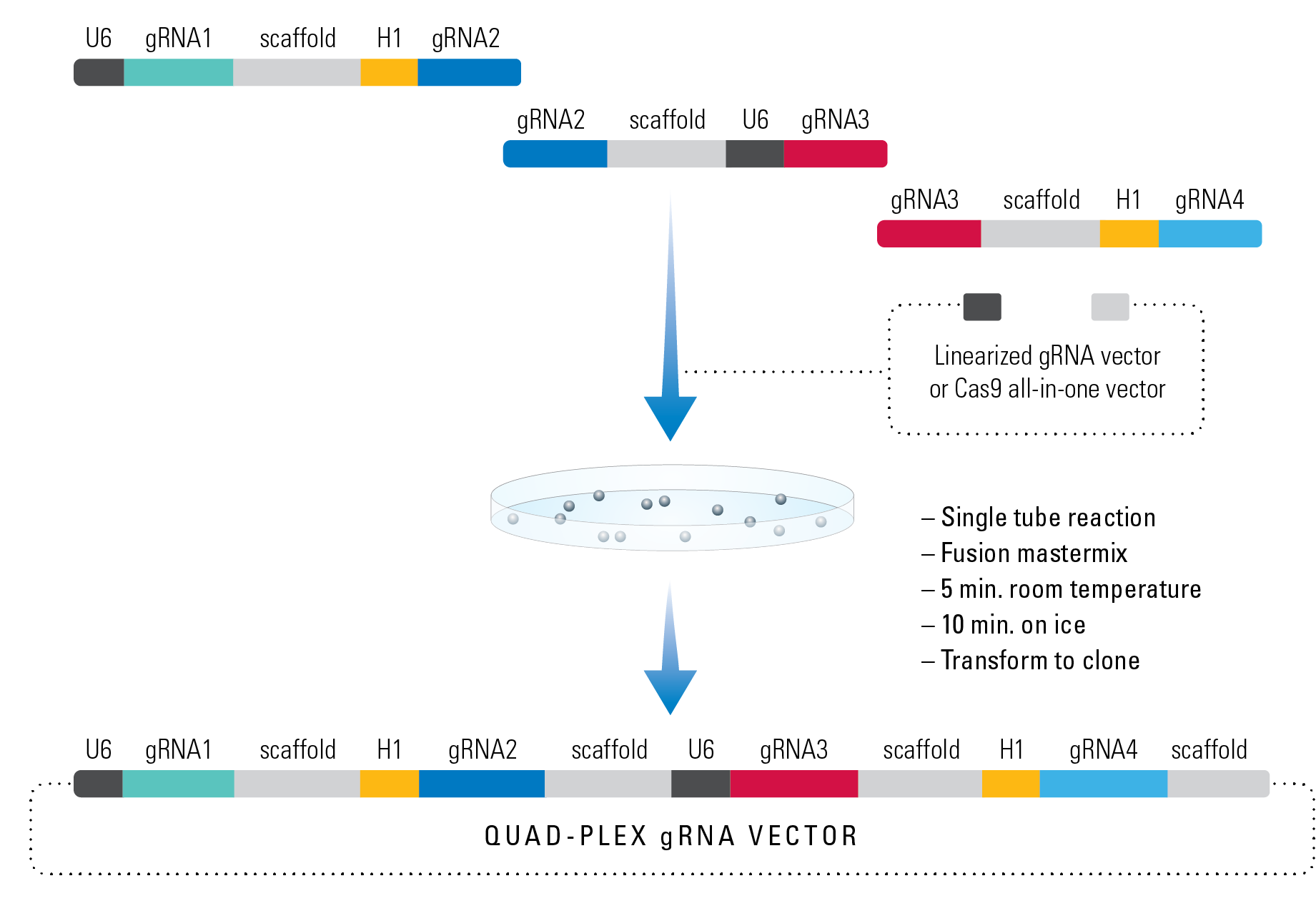複数のguide RNAを同時発現させるベクターの構築キット PrecisionX Multiplex gRNA Cloning Kitの操作方法概略