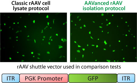 AAVanced rAAV Particles are Robustly Infective