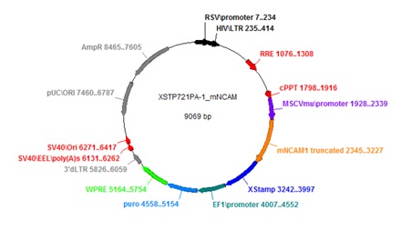 XStamp NCAM exosome brain targeting lentivector