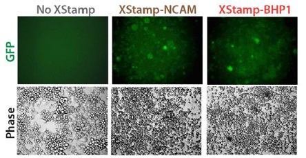 XStampとエキソソームを用いたニューロンの標的化
