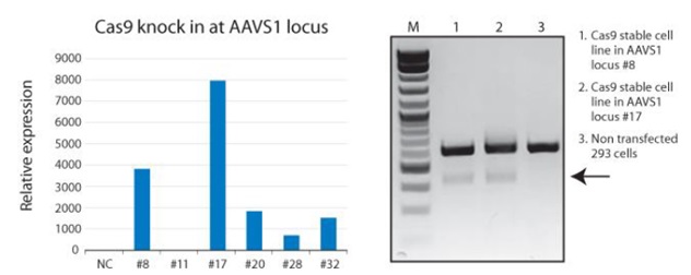 Cas9遺伝子の発現量解析