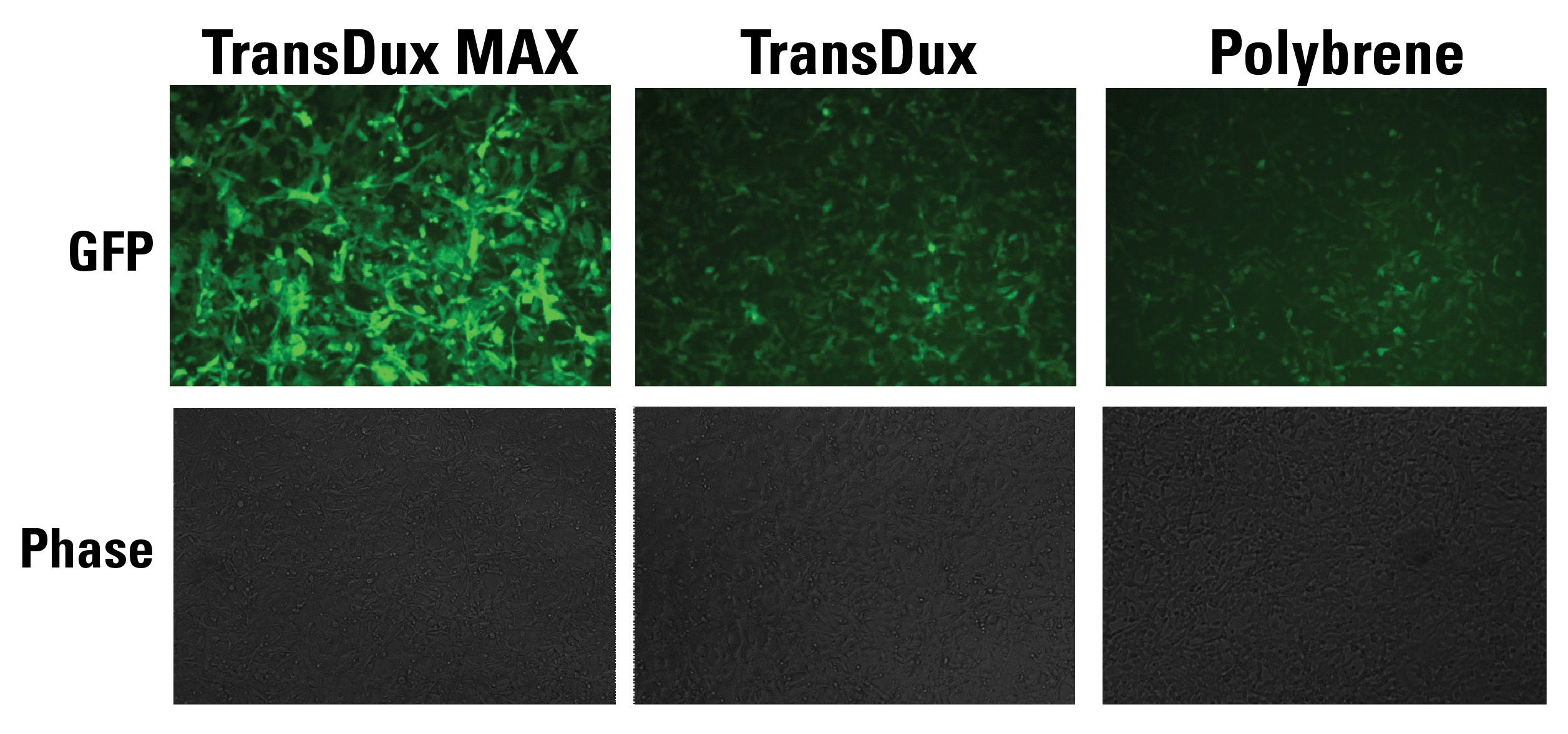 TransDux MAXと他社製品の比較染色画像